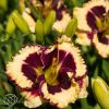 Hemerocallis Moussaka